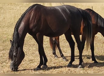 Arabian horses, Gelding, 6 years, 15 hh, Black