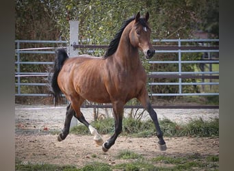 Arabian horses, Gelding, 6 years, 15 hh, Brown