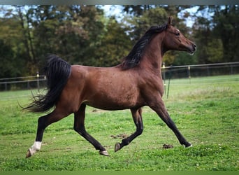Arabian horses, Gelding, 6 years, 15 hh, Brown