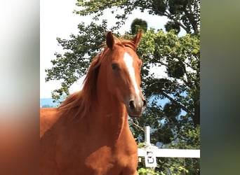 Arabian horses, Gelding, 6 years, 15,1 hh, Chestnut-Red