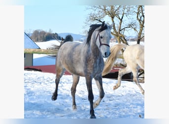 Arabian horses, Gelding, 6 years, 15,1 hh, Grey-Dapple