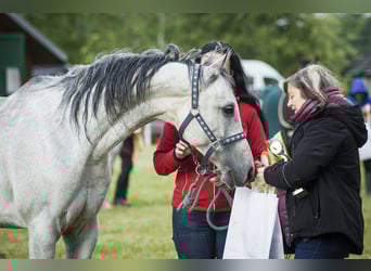 Arabian horses, Gelding, 6 years, 15,1 hh, Grey