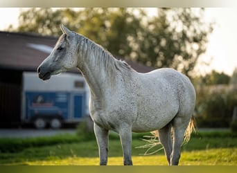 Arabian horses, Gelding, 6 years, 15,1 hh, Grey