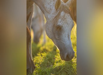Arabian horses, Gelding, 6 years, 15,1 hh, Grey