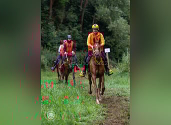 Arabian horses, Gelding, 6 years, 15,1 hh, Sorrel