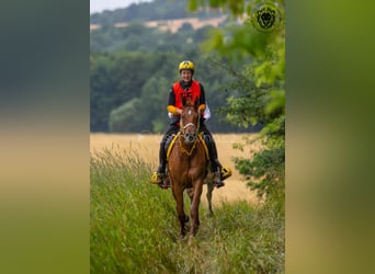 Arabian horses, Gelding, 6 years, 15,1 hh, Sorrel
