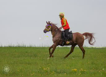 Arabian horses, Gelding, 6 years, 15,1 hh, Sorrel
