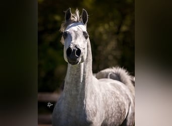 Arabian horses, Gelding, 6 years, Gray
