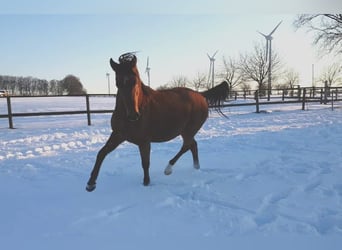 Arabian horses, Gelding, 7 years, 14.2 hh, Brown