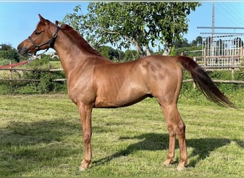 Arabian horses, Gelding, 7 years, 14.3 hh, Chestnut