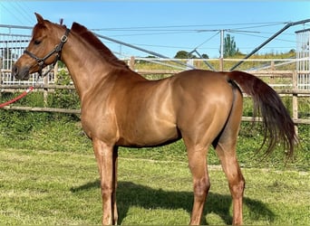 Arabian horses, Gelding, 7 years, 14.3 hh, Chestnut