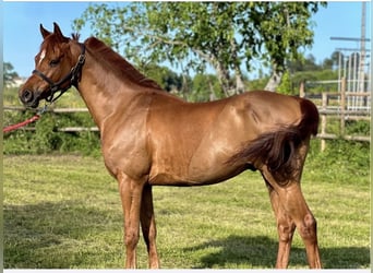 Arabian horses, Gelding, 7 years, 14.3 hh, Chestnut