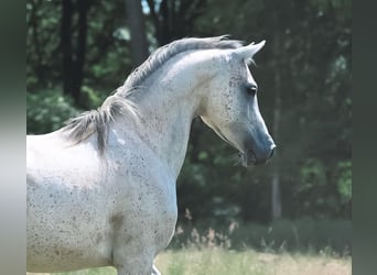 Arabian horses, Gelding, 7 years, 14.3 hh, Gray