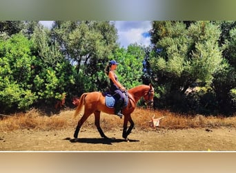 Arabian horses, Gelding, 7 years, 14,1 hh, Chestnut-Red