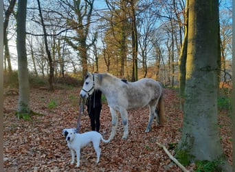 Arabian horses, Gelding, 7 years, 14,2 hh, Can be white