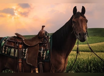 Arabian horses, Gelding, 7 years, 14,3 hh, Bay