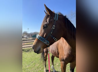 Arabian horses, Gelding, 7 years, 14,3 hh, Brown