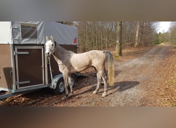 Arabian horses, Gelding, 7 years, 15.1 hh, Can be white
