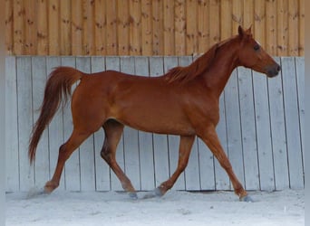 Arabian horses, Gelding, 7 years, 15.1 hh, Chestnut-Red