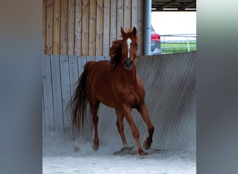 Arabian horses, Gelding, 7 years, 15.1 hh, Chestnut-Red