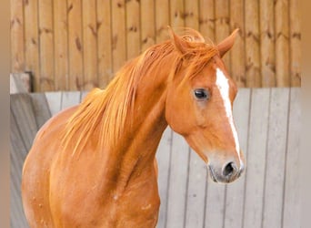 Arabian horses, Gelding, 7 years, 15.1 hh, Chestnut-Red
