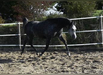 Arabian horses, Gelding, 7 years, 15,1 hh, Gray-Dapple