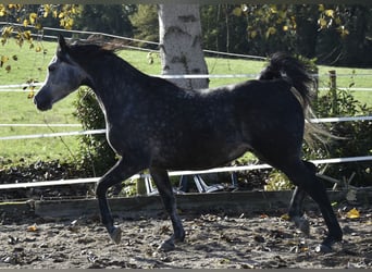 Arabian horses, Gelding, 7 years, 15,1 hh, Gray-Dapple