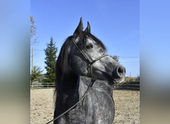 Arabian horses, Gelding, 7 years, 15,1 hh, Gray-Dapple