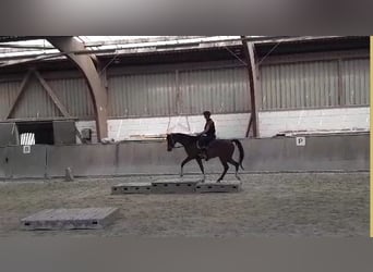 Arabian horses, Gelding, 7 years, 15.2 hh, Brown