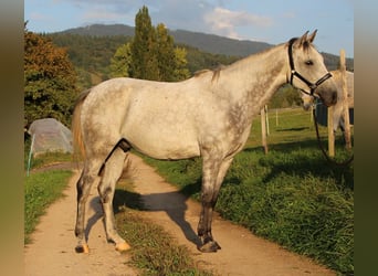 Arabian horses, Gelding, 7 years, 15,2 hh, Gray-Dapple