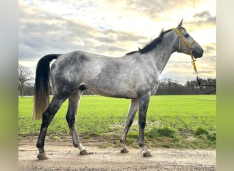 Arabian horses, Gelding, 7 years, 15.3 hh, Grey-Dapple