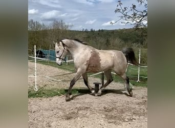 Arabian horses, Gelding, 7 years, 15 hh, Gray-Dark-Tan