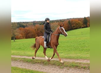 Arabian horses, Gelding, 7 years, 15,1 hh, Rabicano