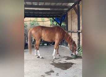 Arabian horses, Gelding, 8 years, 14.1 hh, Chestnut-Red