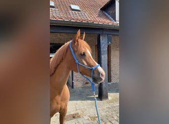 Arabian horses, Gelding, 8 years, 14.3 hh, Chestnut-Red