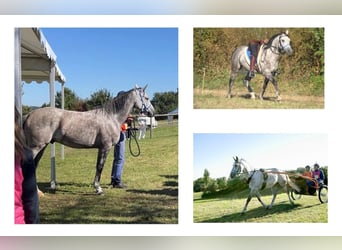 Arabian horses, Gelding, 8 years, 14,3 hh, Gray