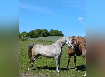 Arabian horses, Gelding, 8 years, 14.3 hh, Grey