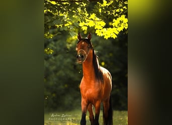 Arabian horses, Gelding, 8 years, 15.1 hh, Brown