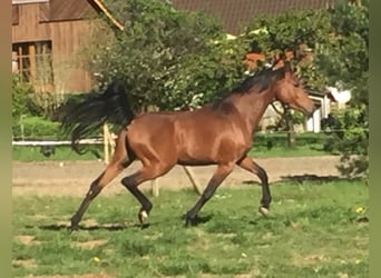 Arabian horses, Gelding, 8 years, 15.1 hh, Brown