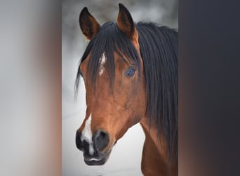 Arabian horses, Gelding, 8 years, 15.1 hh, Brown