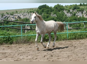 Arabian horses, Gelding, 8 years, 15.1 hh, Gray