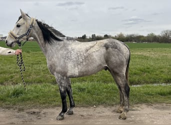 Arabian horses, Gelding, 8 years, 15.1 hh, Grey