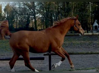 Arabian horses, Gelding, 8 years, 15.2 hh, Chestnut-Red