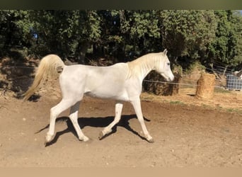Arabian horses, Gelding, 8 years, 15.2 hh, White