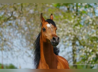 Arabian horses, Gelding, 8 years, 15 hh, Brown