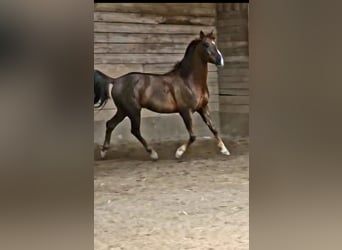 Arabian horses, Gelding, 8 years, 15 hh, Chestnut