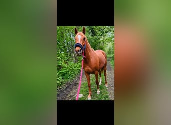 Arabian horses, Gelding, 8 years, 15 hh, Chestnut-Red
