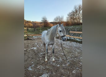 Arabian horses, Gelding, 9 years, 14.2 hh, Grey