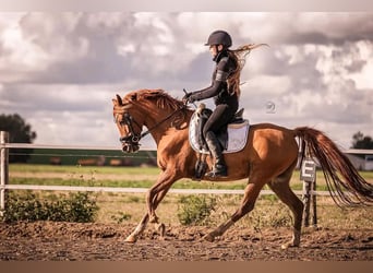 Arabian horses, Gelding, 9 years, 14,2 hh, Chestnut-Red