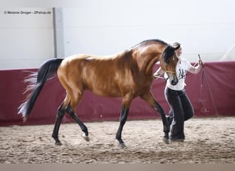 Arabian horses, Gelding, 9 years, 15.1 hh, Brown
